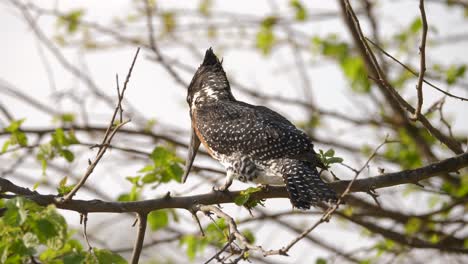 Nahaufnahme-Des-Riesigen-Eisvogels,-Der-Auf-Einem-Ast-In-Einem-Naturpark-In-Südafrika-Sitzt