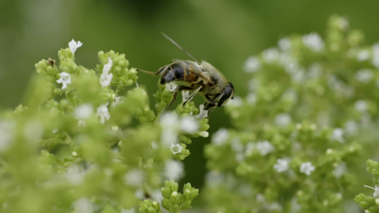 Hoverfly on a Flower