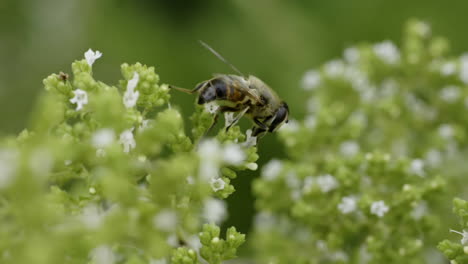hoverfly on a flower