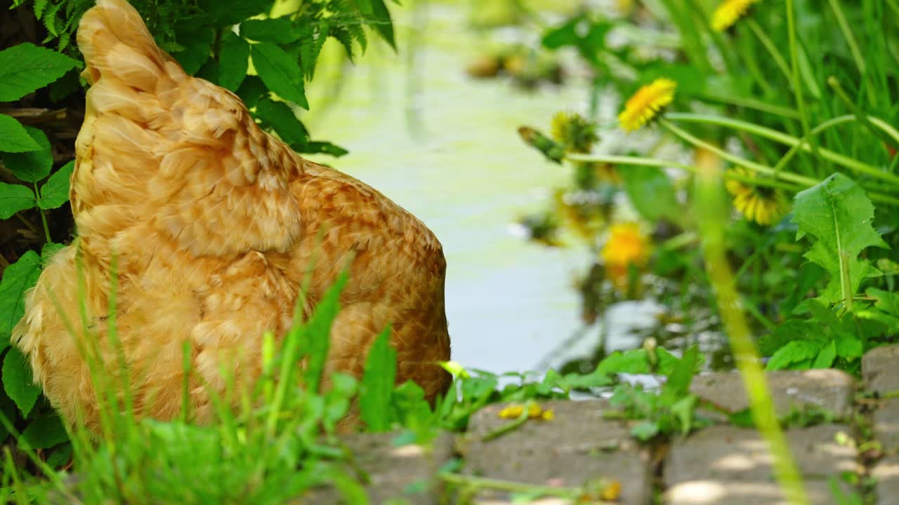 Group of chickens foraging freely in farmyard with grass, dirt and rustic surroundings