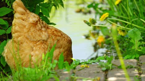 group of chickens foraging freely in farmyard with grass, dirt and rustic surroundings