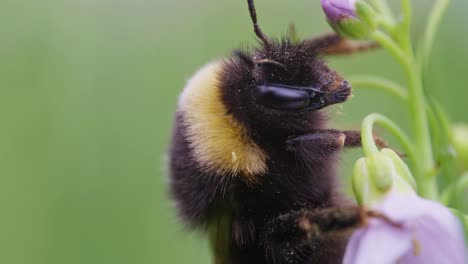 Macro-Detallada-Del-Ojo-Compuesto-De-Abejorro-Mientras-Recolecta-Polen-En-La-Flor-De-Cuco