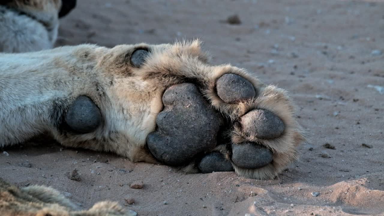 Close up of a lion paw, resting on a dirt road