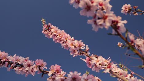 One-flowered-pink-almond-tree-branches-with-sky-background-in-slow-motion