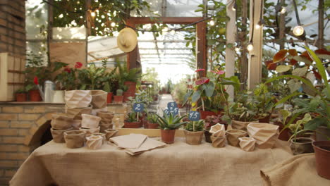 plants and pots for sale in flower shop