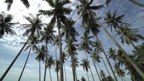 Panorámica-De-Cocoteros-Tropicales