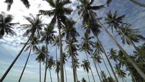 Panning of tropical coconut trees