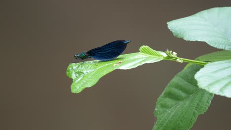 a vibrant blue-winged dragonfly, banded demoiselle, sits on a leaf next to a stream in the forest, closeup