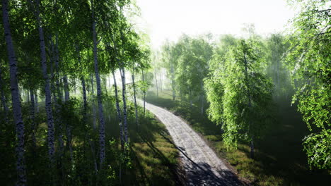 dirty road through summer forest