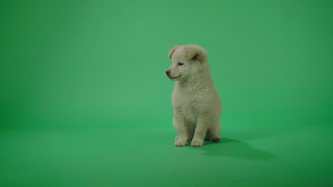 полный вид белой собаки, стоящей и сидящей в зеленом экране студии