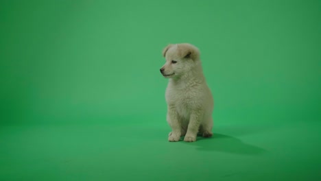 full view of a white dog standing and sitting in the green screen studio