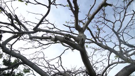 Close-Up-of-Tree-Branches-With-Few-Leaves-After-Storm-With-Powerlines-Background-in-Key-West,-Florida-Pan-Left