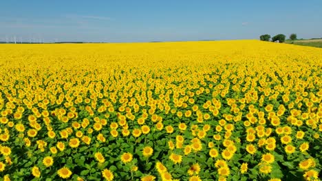 countryside view of sunflower fields dancing in sunny, summertime breeze