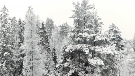 Aerial-drone-tilt-up-shot-of-snow-covered-coniferous-trees-in-a-forest-on-a-cold-winter-day