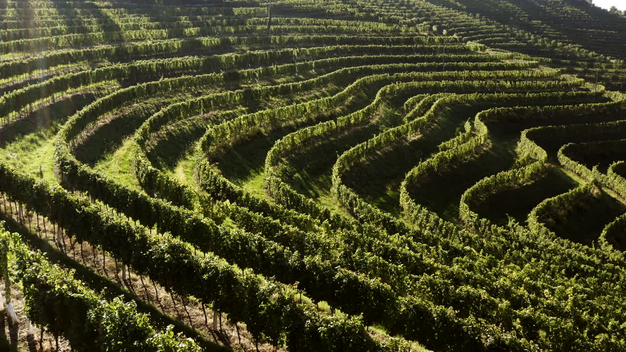 Terraced Vineyard Landscape