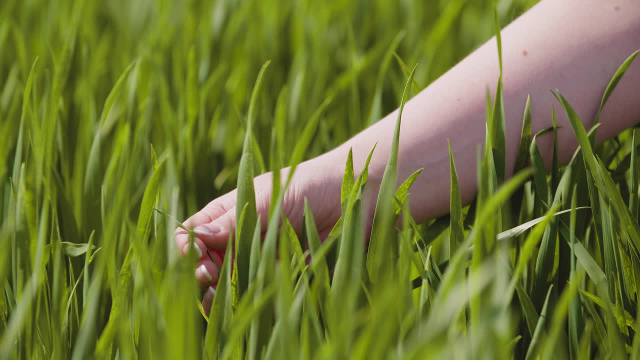 Close-up of growing wheat in farm field