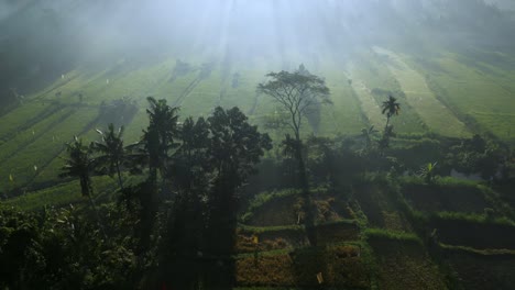 drone flying over rice fields and palm trees during a misty morning with the sun shining through the trees forming beautiful sun rays through the mist