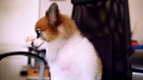 friendly dog sitting on chair and looking at camera