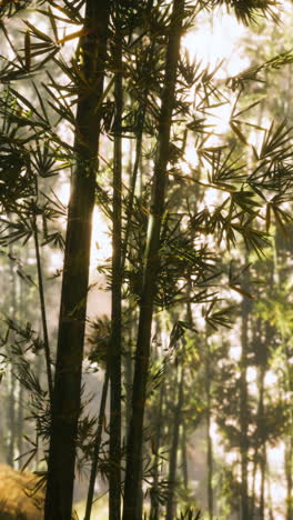 bosque de bambú a la luz del sol