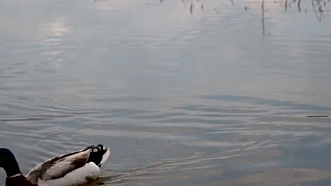 mallard ducks near the shore of the lake