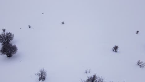 Toma-Aérea-De-Nieve-Cubierta-De-Bosque-En-El-Monte-Hermón-Durante-El-Invierno-En-Israel