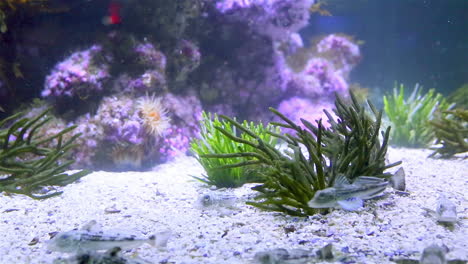 tropical fish swimming in a tank