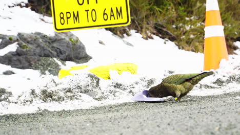 close up of a kea parrot scavenging on the side of the road in the alpine mountains of new zealand