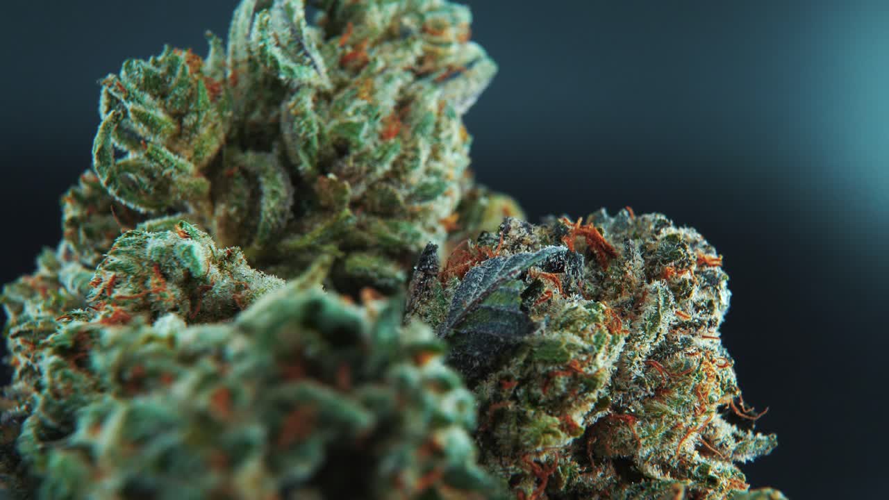 A macro close-up cinematic shot of a cannabis plant, hybrid strains, Indica and sativa ,marijuana flower, on a 360 rotating stand, slow motion, 4K