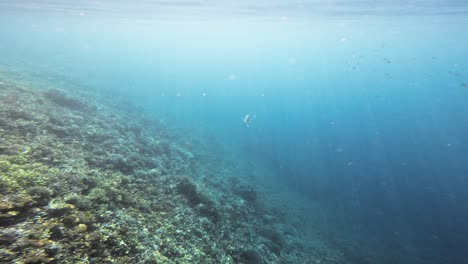 A-single-parrotfish-swims-over-the-vibrant-coral-reef-near-Raja-Ampat,-Indonesia