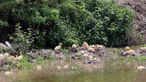 ducks gathered near a lush riverside