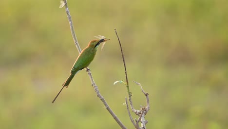 pequeño comedor de abejas verdes comiendo libélula