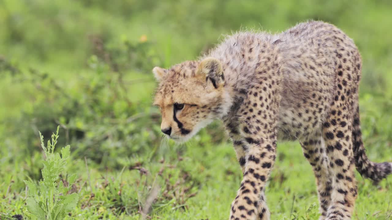 un lindo bebé guepardo en áfrica en el parque nacional serengeti en tanzania, pequeños animales jóvenes de cerca de caminar en la vida silvestre africana animales de safari juego de conducción