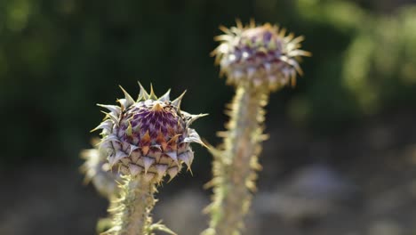 planta con flores en la naturaleza