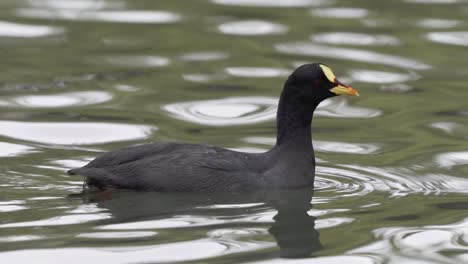 close up of a red-gartered coot floating peacefully on a pond then sinking underwater