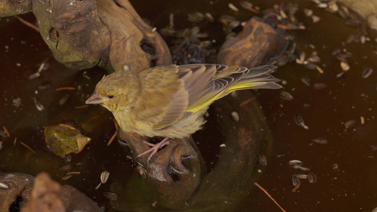 A young European greenfinch, pausing to drink water from the edge of the water source.