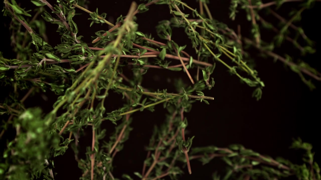 Fresh Thyme Sprigs Falling in Slow Motion on Black Background