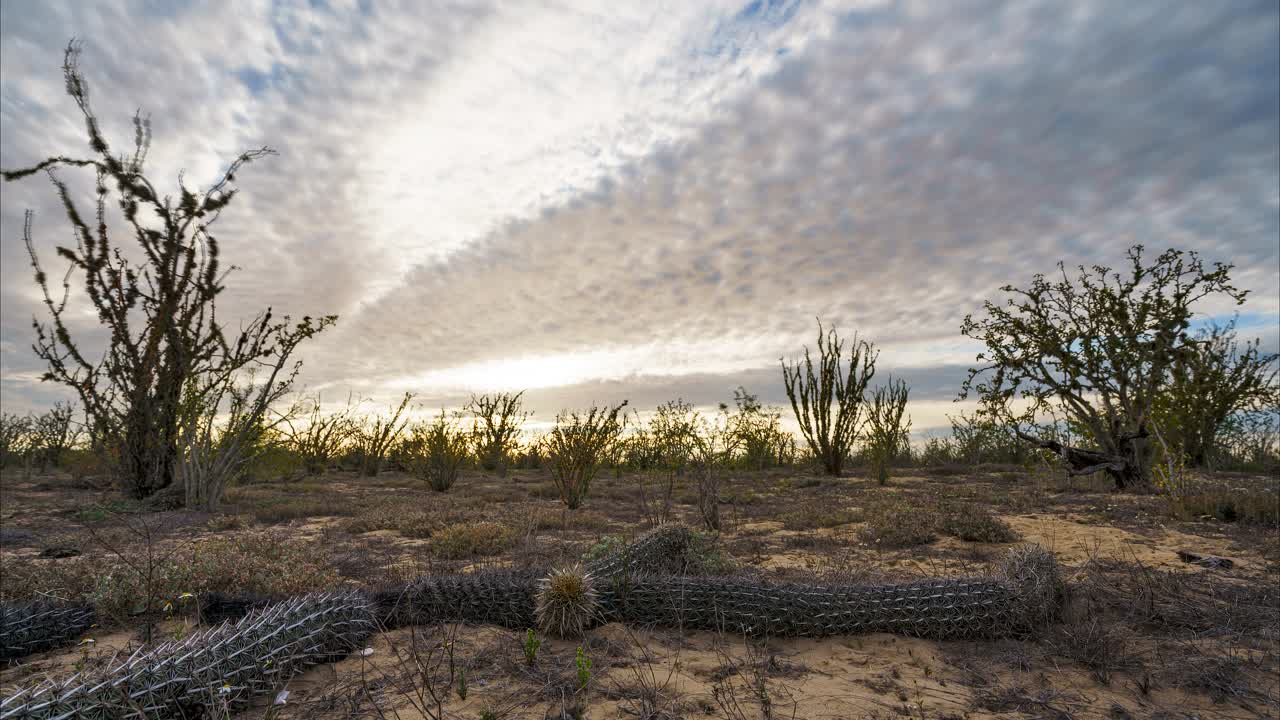 メキシコの砂漠のカクティの上の夕暮れのタイムラップス