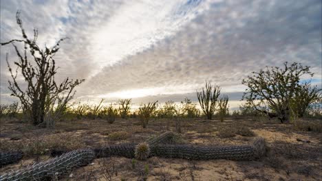 Timelapse-of-sunset-over-cacti-in-the-desert-in-Mexico