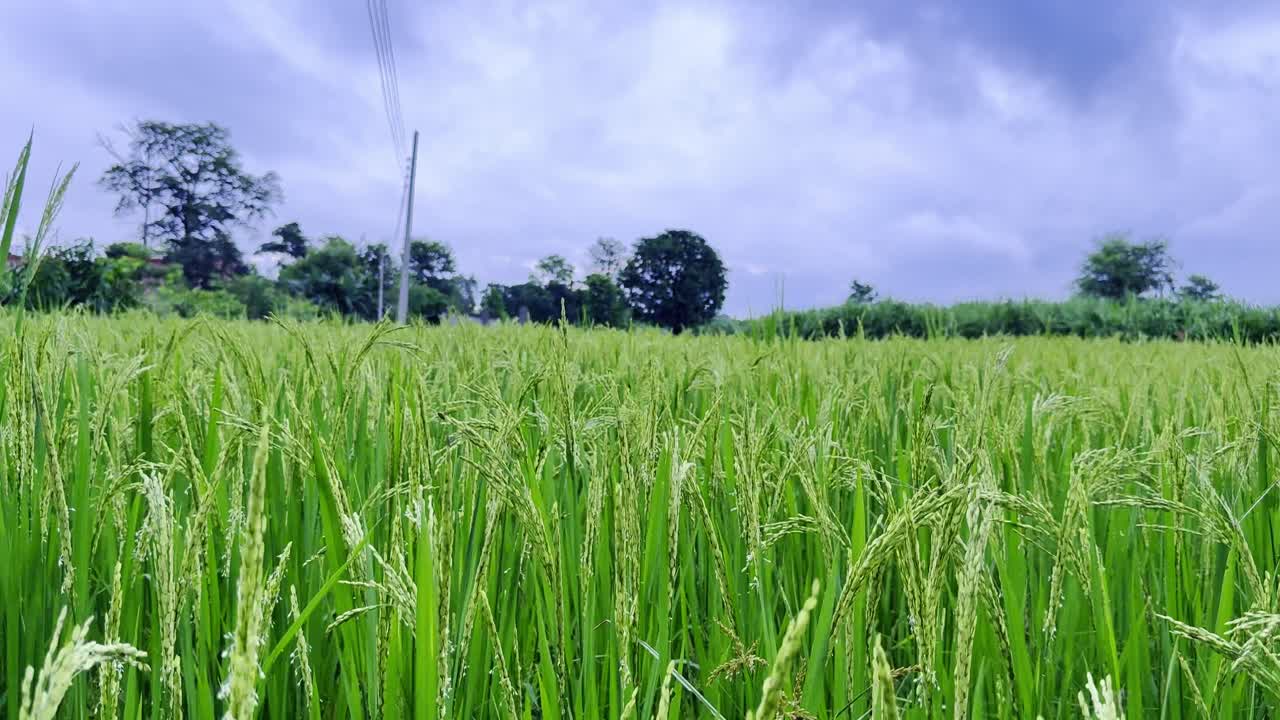 Scenic footage of green rice fields and farmland. Ideal for agriculture, rural lifestyle, and nature projects, highlighting crops, irrigation, and the harmony of village landscapes