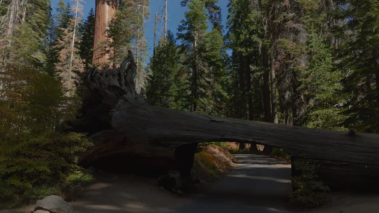 Attraversamento in auto del tunnel di sequoie