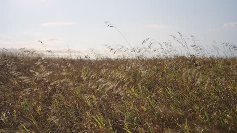 long wild grass moves gracefully in the breeze, under a bright blue sky