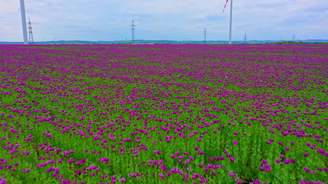hermosos campos de amapola púrpura en el campo en un día soleado