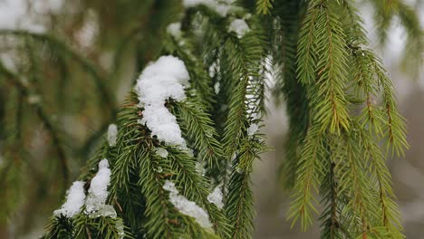 snow is lying on a branch of a christmas tree in the forest. close-up shooting of tree branches