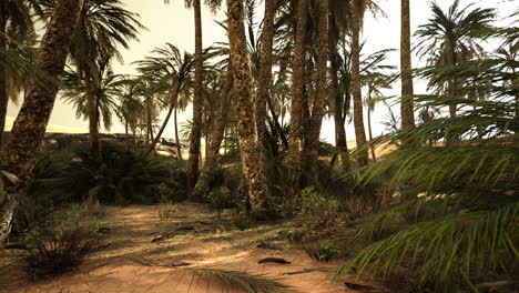 Palmeras-En-El-Desierto-Del-Sahara