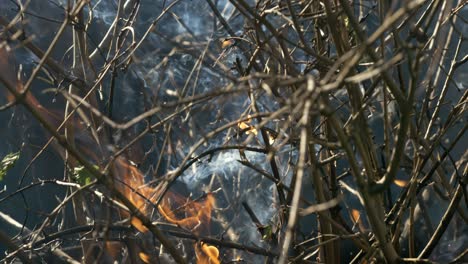 forest fire in close-up. the branches of shrubs and trees are burning and smoking. wildfires caused by arson or nature. shot on super slow motion camera 1000 fps.