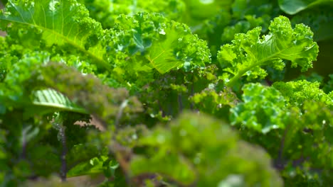 Green-Kale-in-botanical-garden-planted-leaf-blowing