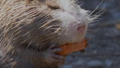 vista macro del castor nutria salvaje sosteniendo y comiendo zanahoria naranja durante el día soleado en el desierto