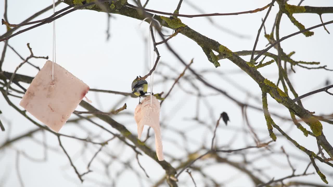 참새목 다채로운 새가 나뭇가지 겨울 나무에 매달려 라드 스트립에 매달려 음식을 먹고 있습니다.
