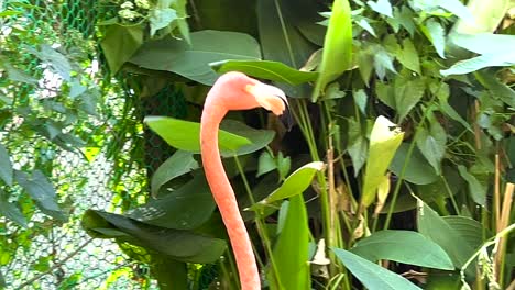 flamingo exploring lush zoo environment