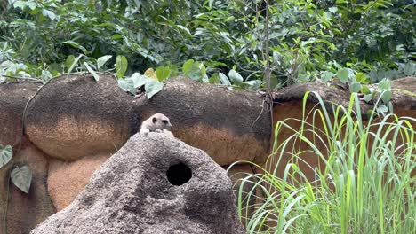 pequeña suricata curiosa, suricata suricatta descansando sobre una roca artificial y observando sus alrededores en el zoológico cerrado en las reservas de vida silvestre mandai de singapur